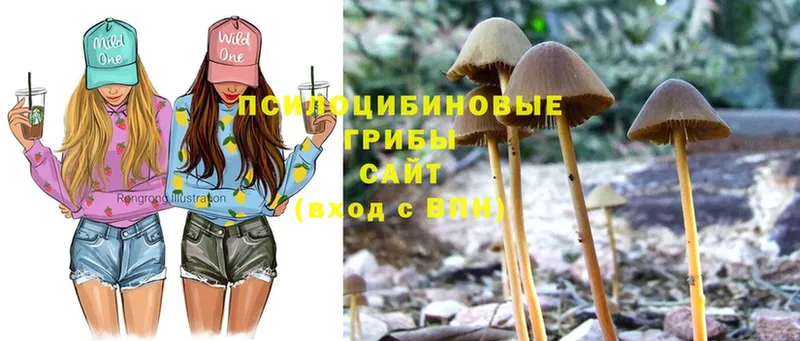 Псилоцибиновые грибы Psilocybine cubensis  Арсеньев 